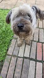 Found/Stray Male Dog last seen Austinville neighborhood, Harris County, TX 77449