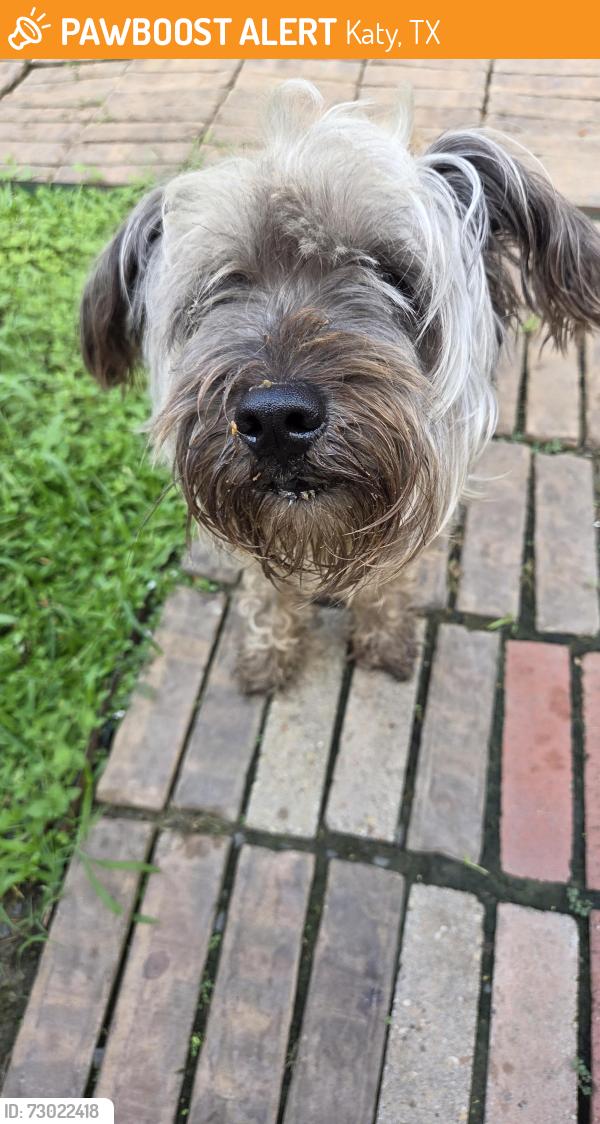 Found/Stray Male Dog last seen Austinville neighborhood, Harris County, TX 77449