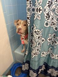 Lost Female Dog last seen N 90 th st , Milwaukee, WI 53222