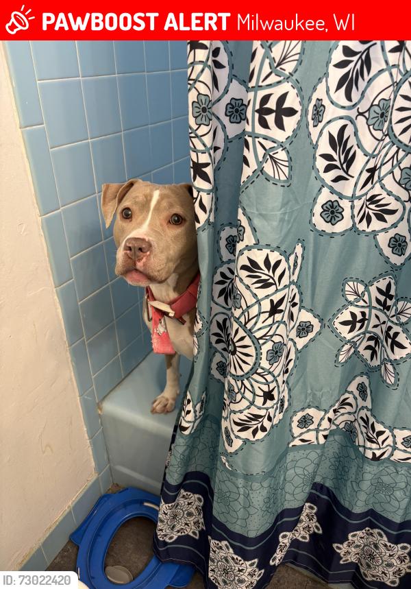 Lost Female Dog last seen N 90 th st , Milwaukee, WI 53222