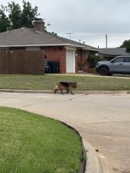Found/Stray Unknown Dog last seen Near Apollo School In Bethany, Bethany, OK 73008
