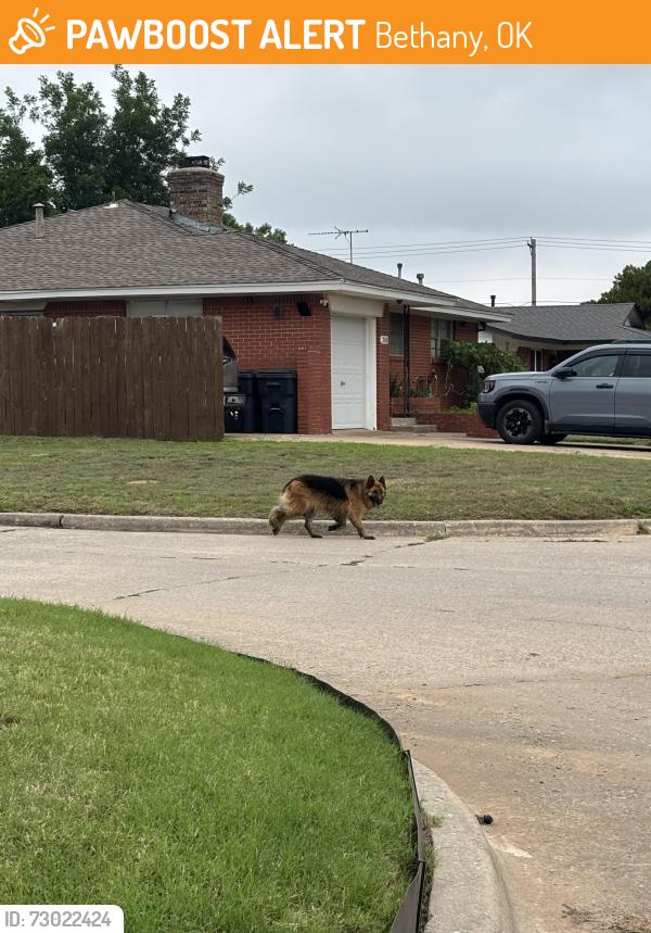 Found/Stray Unknown Dog last seen Near Apollo School In Bethany, Bethany, OK 73008