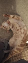 Reunited Male Cat last seen Cornwallis avenue end by co op way, Aylesham, England CT3 3HE