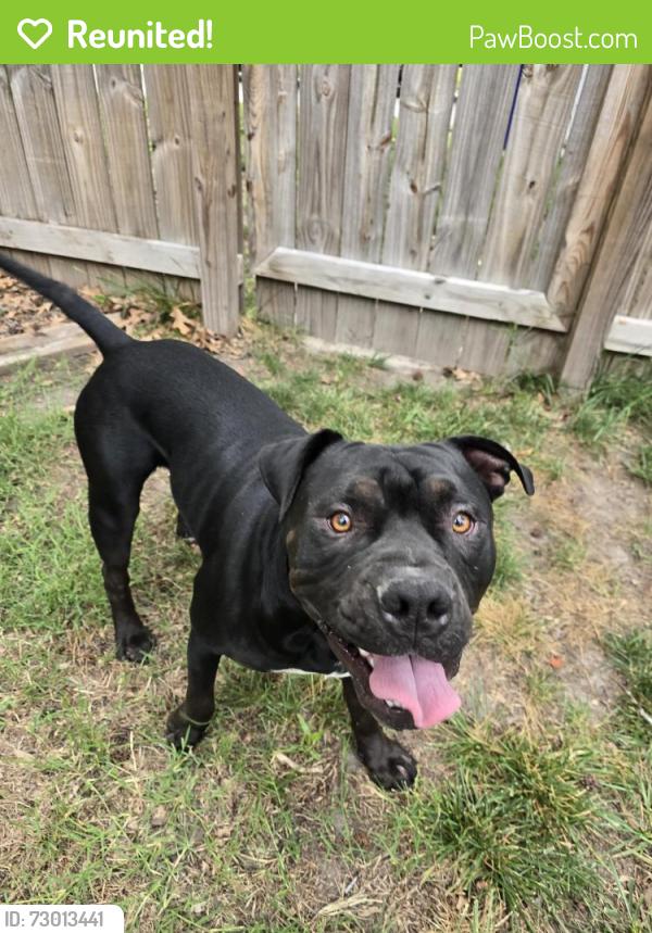 Reunited Male Dog last seen Bartee St & Brockwell Ave, Norfolk, VA 23502
