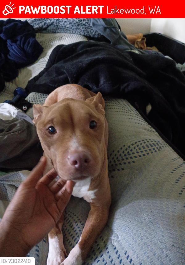 Lost Female Dog last seen Near Lincoln Ave sw Lakewood wa, Lakewood, WA 98499