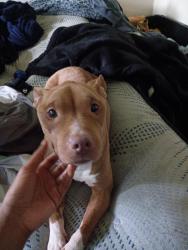 Lost Female Dog last seen Near Lincoln Ave sw Lakewood wa, Lakewood, WA 98499