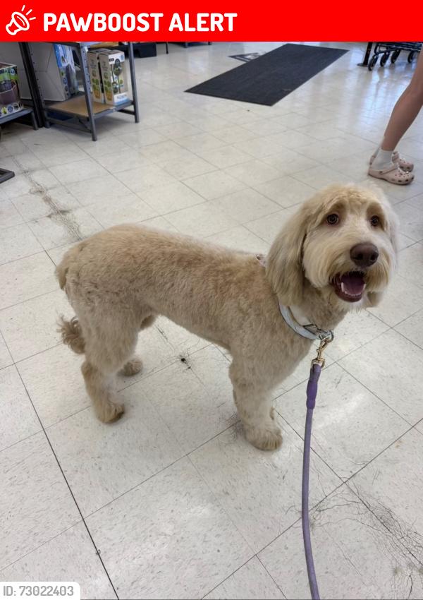 Lost Female Dog last seen Scarborough & Chancellor, Colorado Springs, CO 80920