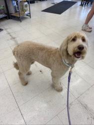 Lost Female Dog last seen Scarborough & Chancellor, Colorado Springs, CO 80920