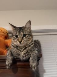 Lost Female Cat last seen Harrison Dr and Van Buren Circle, Richfield Township, MI 48423