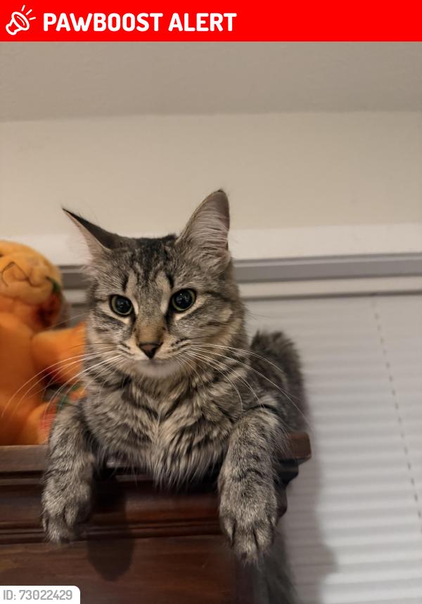 Lost Female Cat last seen Harrison Dr and Van Buren Circle, Richfield Township, MI 48423