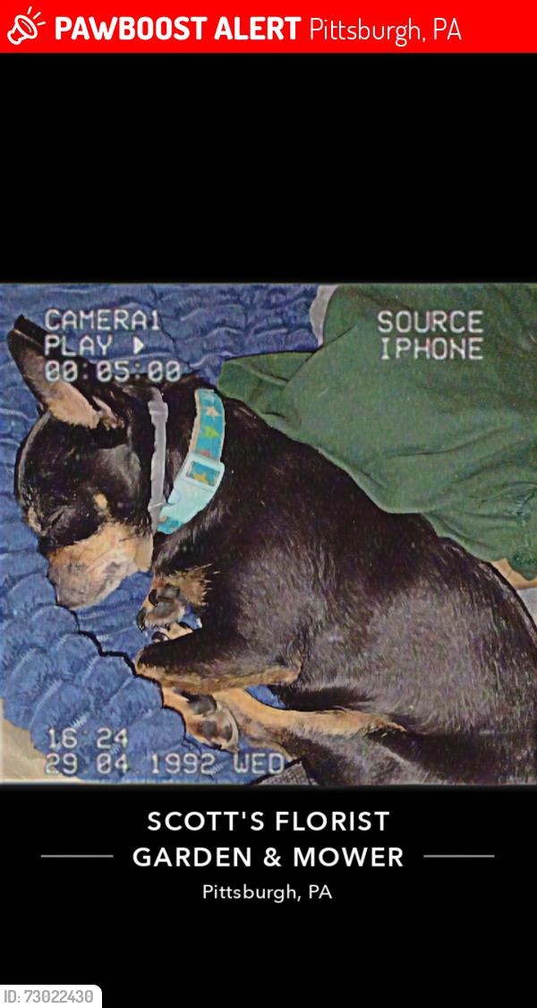 Lost Female Dog last seen Saint Phillip Catholic church, Pittsburgh, PA 15205