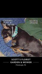Lost Female Dog last seen Saint Phillip Catholic church, Pittsburgh, PA 15205