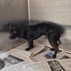 Shelter Stray Male Dog last seen , 3201 Lacy St, Los Angeles, CA 90031, USA