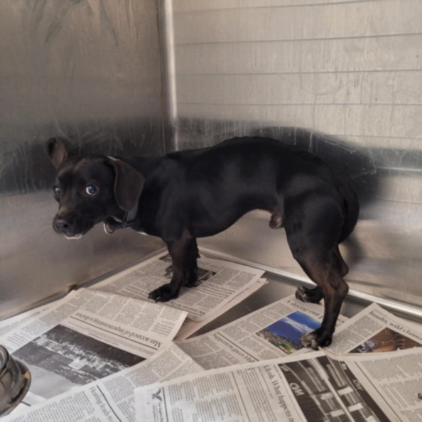 Shelter Stray Male Dog last seen , 3201 Lacy St, Los Angeles, CA 90031, USA