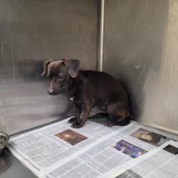 Shelter Stray Male Dog last seen , 3201 Lacy St, Los Angeles, CA 90031, USA