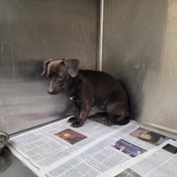 Shelter Stray Male Dog last seen , 3201 Lacy St, Los Angeles, CA 90031, USA