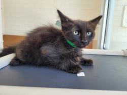 Shelter Stray Female Cat last seen , 3201 Lacy St, Los Angeles, CA 90031, USA