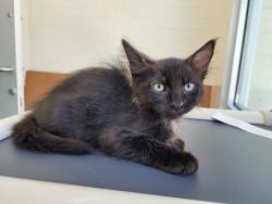 Shelter Stray Female Cat last seen , 3201 Lacy St, Los Angeles, CA 90031, USA