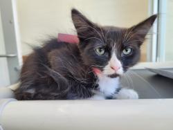 Shelter Stray Male Cat last seen , 3201 Lacy St, Los Angeles, CA 90031, USA