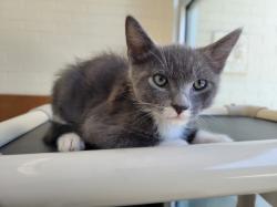 Shelter Stray Male Cat last seen , 3201 Lacy St, Los Angeles, CA 90031, USA