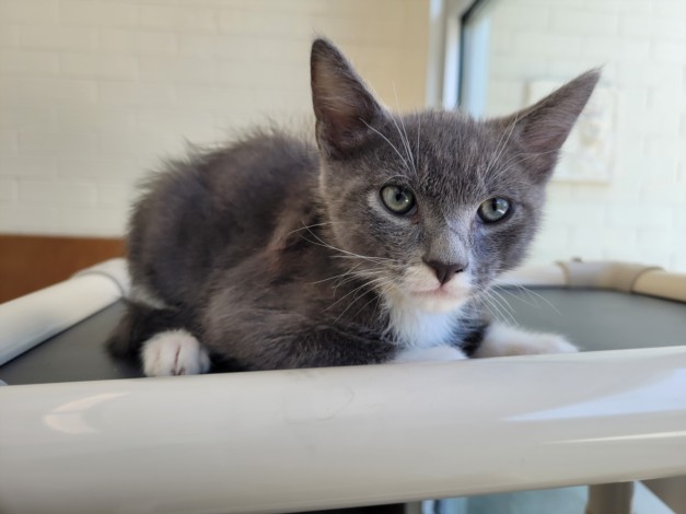 Shelter Stray Male Cat last seen , 3201 Lacy St, Los Angeles, CA 90031, USA