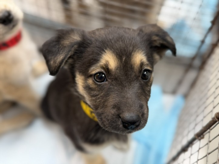 Shelter Stray Female Dog last seen , 3201 Lacy St, Los Angeles, CA 90031, USA