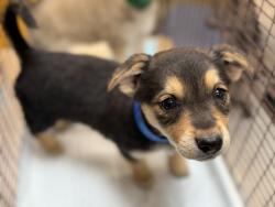 Shelter Stray Female Dog last seen , 3201 Lacy St, Los Angeles, CA 90031, USA