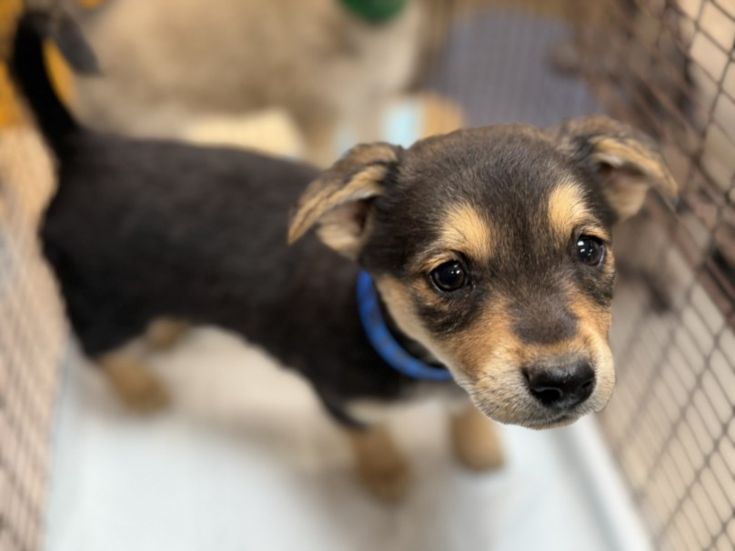 Shelter Stray Female Dog last seen , 3201 Lacy St, Los Angeles, CA 90031, USA