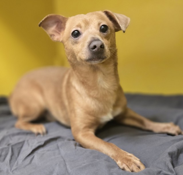 Shelter Stray Male Dog last seen , 3201 Lacy St, Los Angeles, CA 90031, USA