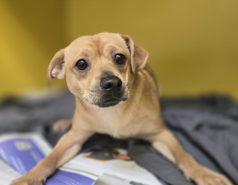 Shelter Stray Male Dog last seen , 3201 Lacy St, Los Angeles, CA 90031, USA