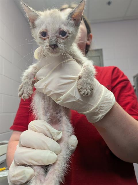 Shelter Stray Male Cat last seen Near BLOCK W BEAVER ST LOT 22, 2020 Forest St, Jacksonville, FL 32204, USA