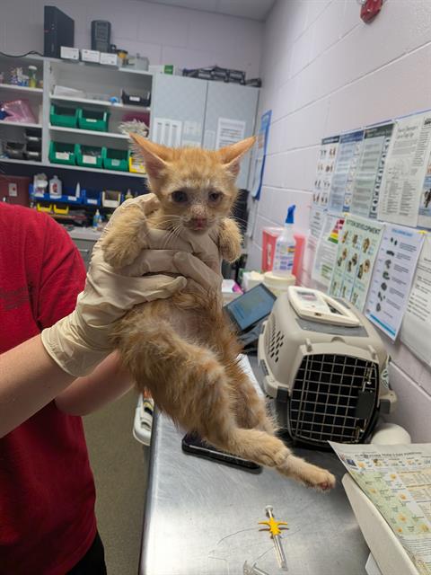 Shelter Stray Male Cat last seen Near BLOCK W BEAVER ST LOT 22, 2020 Forest St, Jacksonville, FL 32204, USA