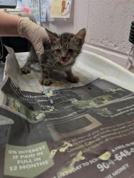 Shelter Stray Male Cat last seen Near BLOCK W BEAVER ST LOT 22, 2020 Forest St, Jacksonville, FL 32204, USA