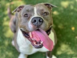 Shelter Stray Male Dog last seen CHARLOTTE, 8315 Byrum Dr, Charlotte, NC 28217, USA