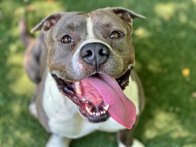 Shelter Stray Male Dog last seen CHARLOTTE, 8315 Byrum Dr, Charlotte, NC 28217, USA