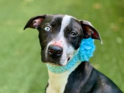 Shelter Stray Female Dog last seen CHARLOTTE, 8315 Byrum Dr, Charlotte, NC 28217, USA