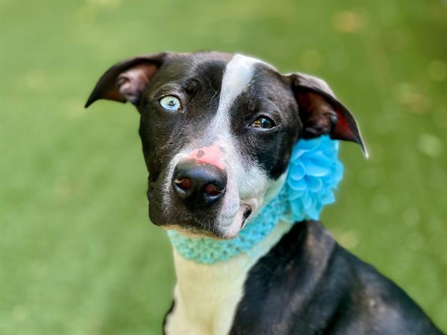 Shelter Stray Female Dog last seen CHARLOTTE, 8315 Byrum Dr, Charlotte, NC 28217, USA