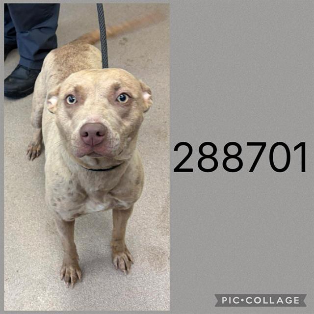 Shelter Stray Female Dog last seen HILLYER AVE, 4214 Fulton Mill Rd, Macon, GA 31216, USA