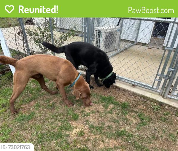 Reunited Male Dog last seen Highway 147, Auburn, AL 36830