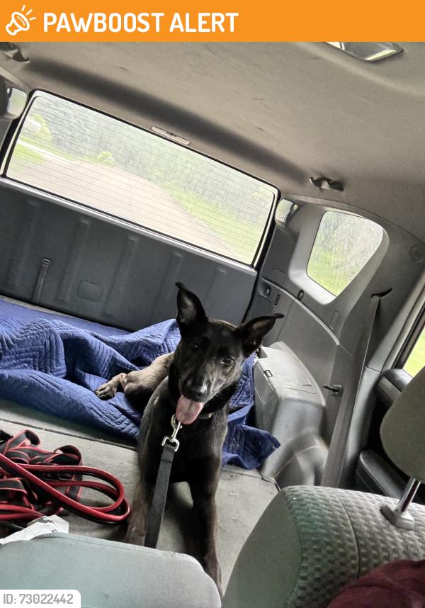 Found/Stray Female Dog last seen Rush and Letts, Oakland Township, MI 48363