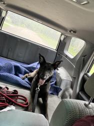 Found/Stray Female Dog last seen Rush and Letts, Oakland Township, MI 48363