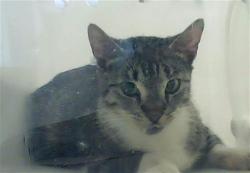 Shelter Stray Female Cat last seen Near BLOCK HASKELL DR, HOPE MILLS NC 28348, 4704 Corporation Dr, Fayetteville, NC 28306, USA