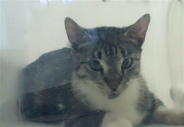 Shelter Stray Female Cat last seen Near BLOCK HASKELL DR, HOPE MILLS NC 28348, 4704 Corporation Dr, Fayetteville, NC 28306, USA
