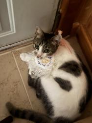 Lost Female Cat last seen Near Alamo street, Corpus Christi, TX 78405