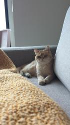 Lost Male Cat last seen Chattahoochee plantation , Marietta, GA 30067