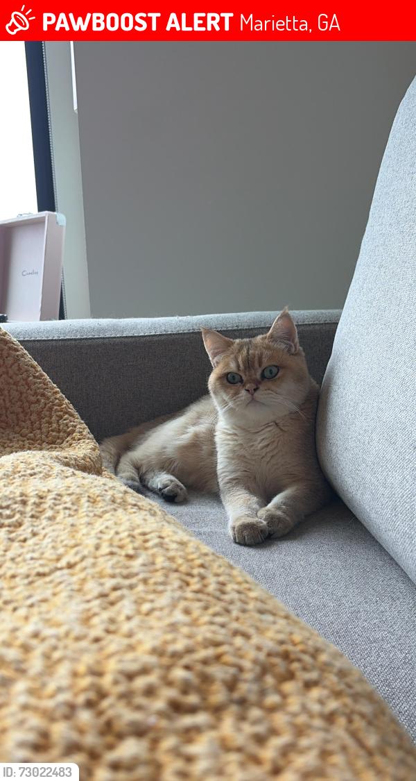 Lost Male Cat last seen Chattahoochee plantation , Marietta, GA 30067