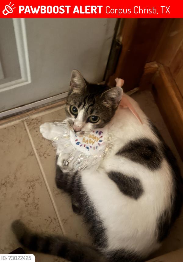 Lost Female Cat last seen Near Alamo street, Corpus Christi, TX 78405