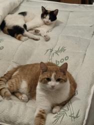 Reunited Female Cat last seen RAY loge, Woodford, England IG8 7JF