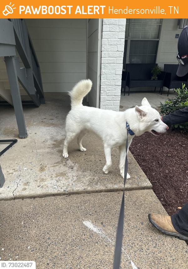 Found/Stray Male Dog last seen Hickory heights, Hendersonville, TN 37075