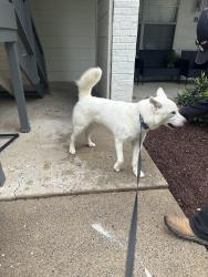 Found/Stray Male Dog last seen Hickory heights, Hendersonville, TN 37075